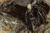 Polished Dinosaur Bone (Gembone) Section - Utah #151442-1